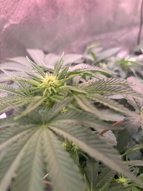 Orange. Week 9