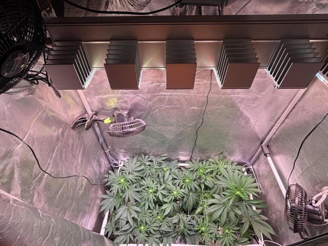 Orange Ooze. Week 9