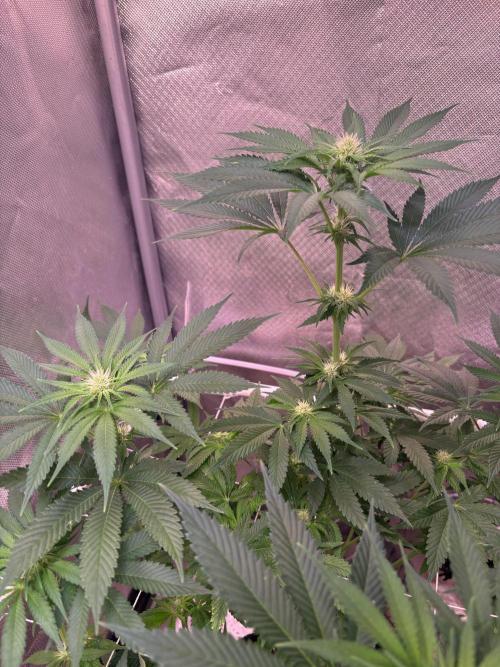 Orange. Week 10
