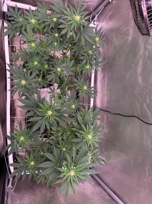 Orange. Week 10