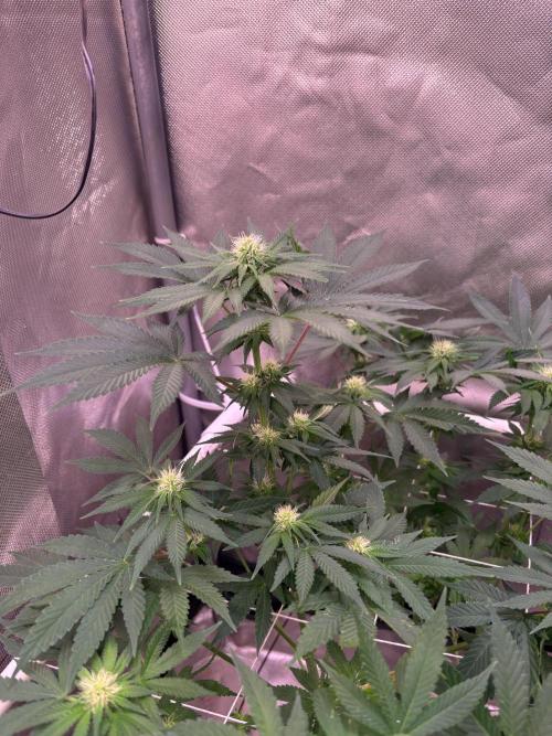 Orange. Week 10