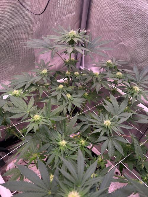 Orange. Week 10