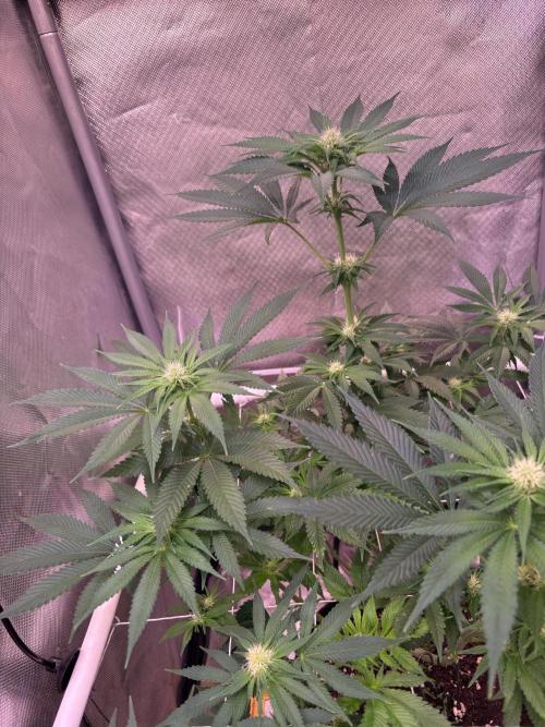 Orange Ooze. Week 10
