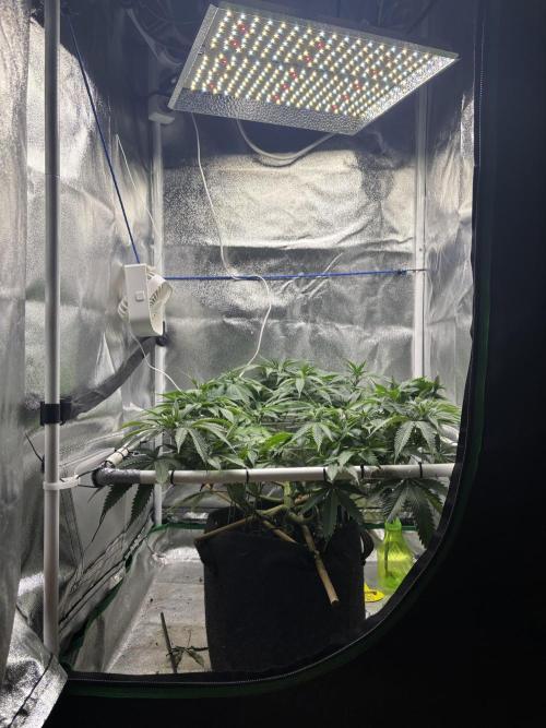Gohstberry. Week 10