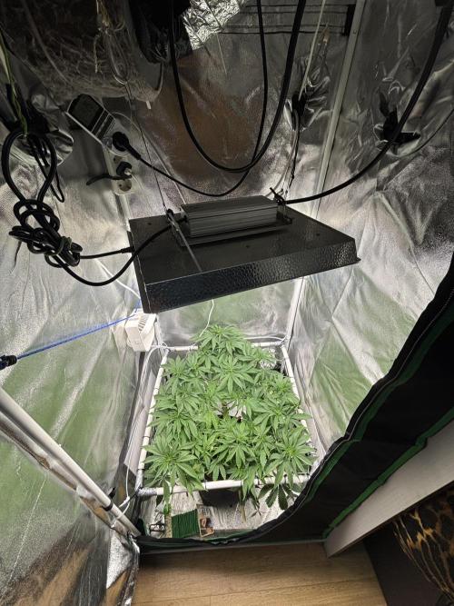Gohstberry. Week 10
