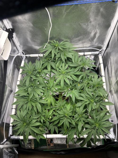 Gohstberry. Week 10