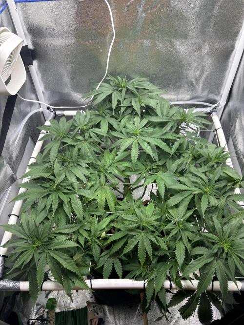 Gohstberry. Week 10