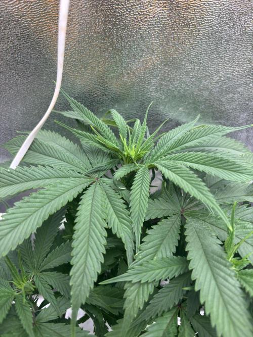 Gohstberry. Week 10
