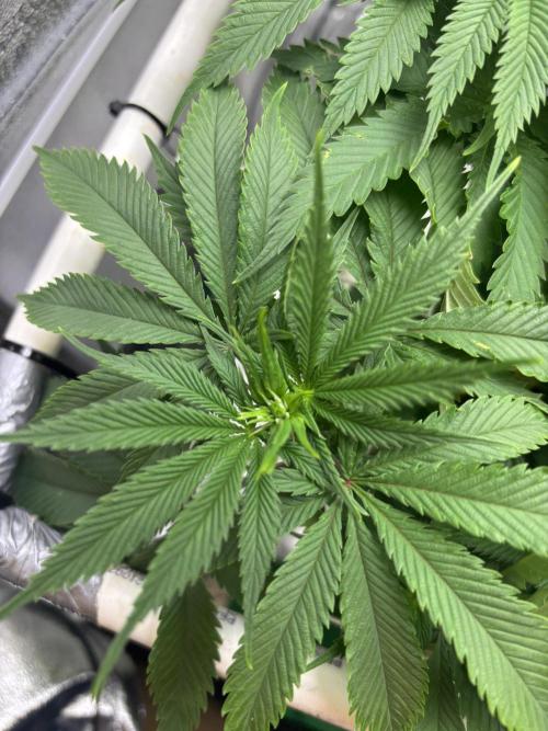 Gohstberry. Week 10