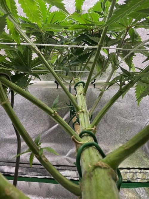 Gohstberry. Week 10