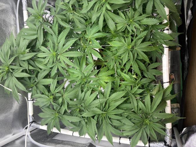 Gohstberry. Week 10