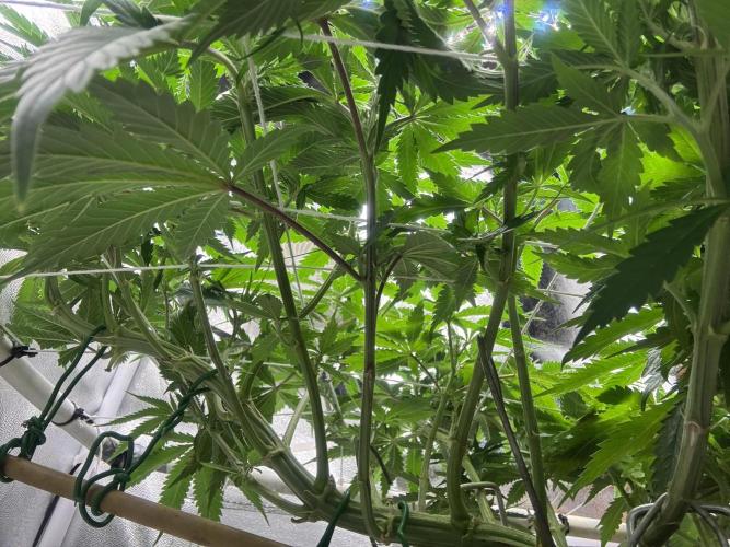 Gohstberry. Week 10