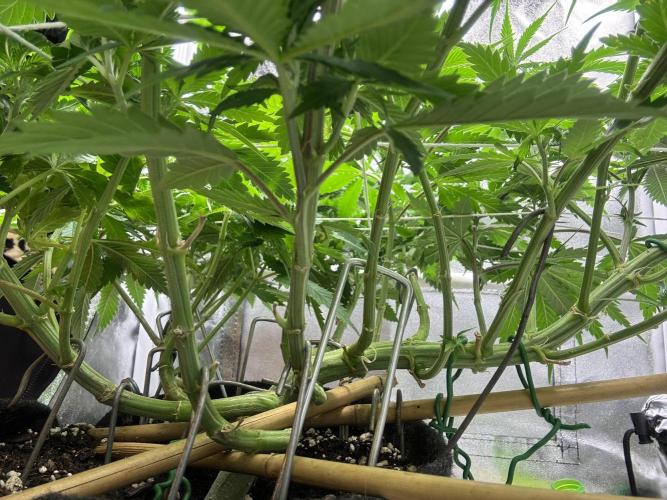Gohstberry. Week 10