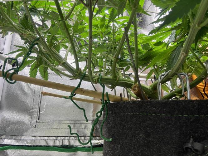 Gohstberry. Week 10