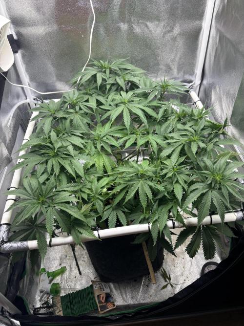 Gohstberry. Week 10