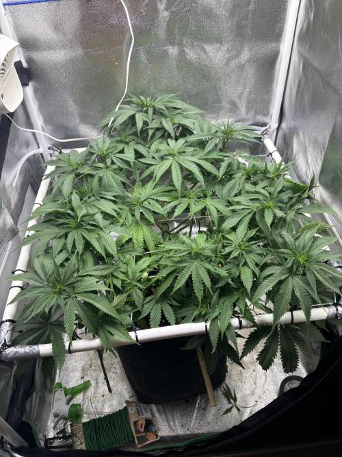 Gohstberry. Week 10