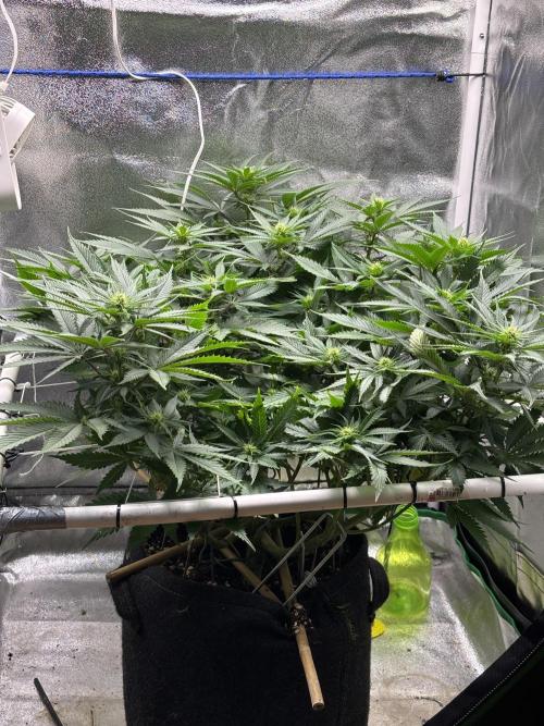 Gohstberry. Week 11