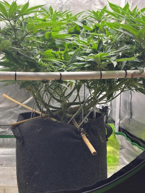 Gohstberry. Week 11