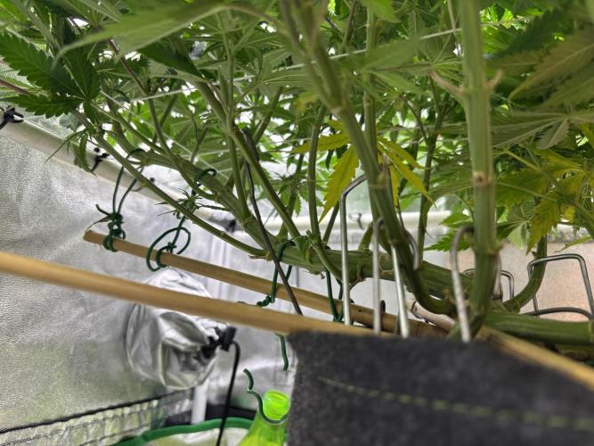 Gohstberry. Week 11