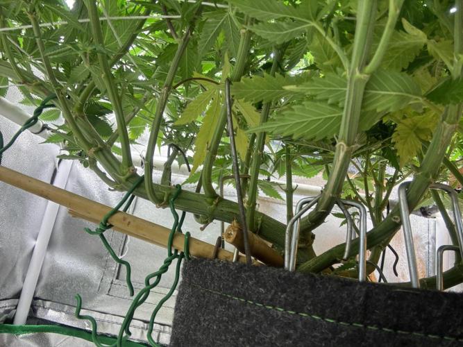 Gohstberry. Week 11