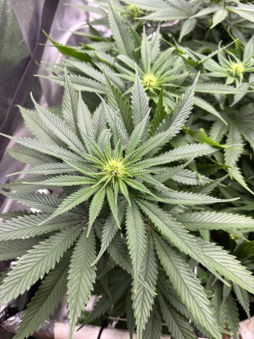 Gohstberry. Week 11