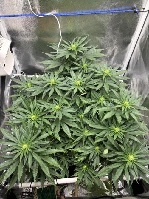 Gohstberry. Week 11