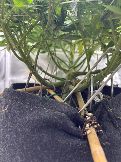 Gohstberry. Week 11