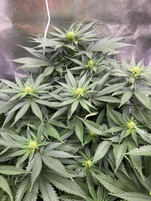Gohstberry. Week 11
