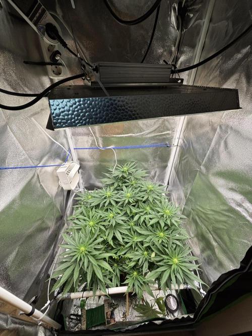 Gohstberry. Week 11