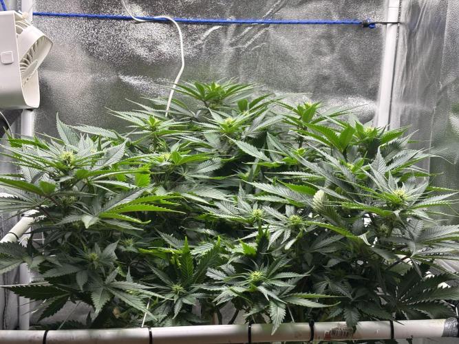 Gohstberry. Week 11