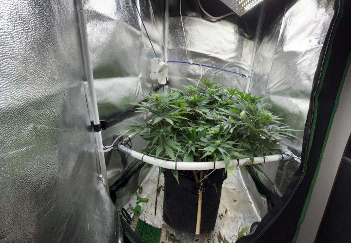 Gohstberry. Week 11