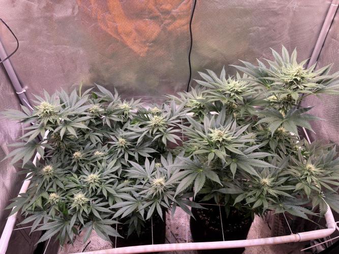Orange. Week 11