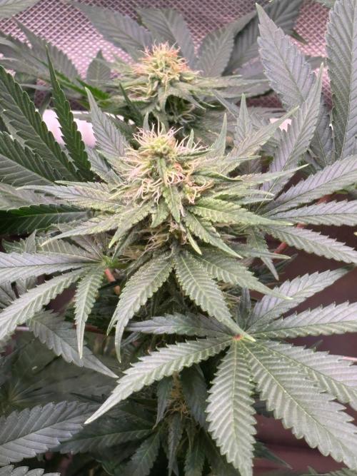 Orange. Week 11