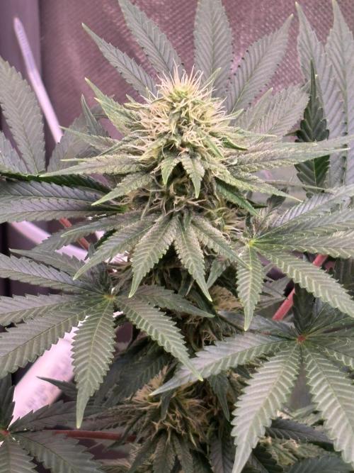 Orange. Week 11