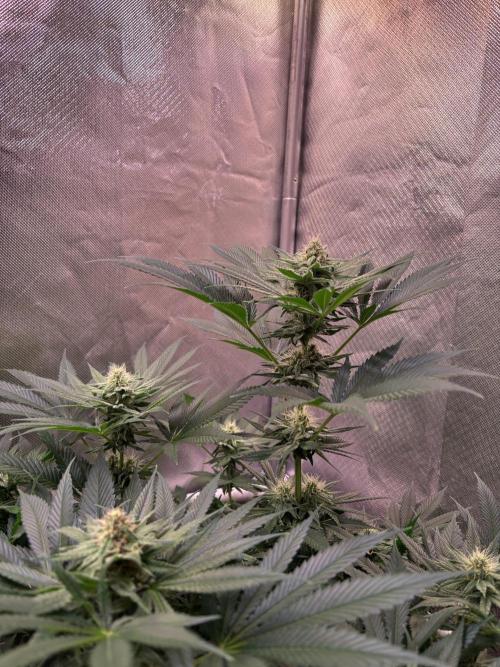 Orange. Week 11