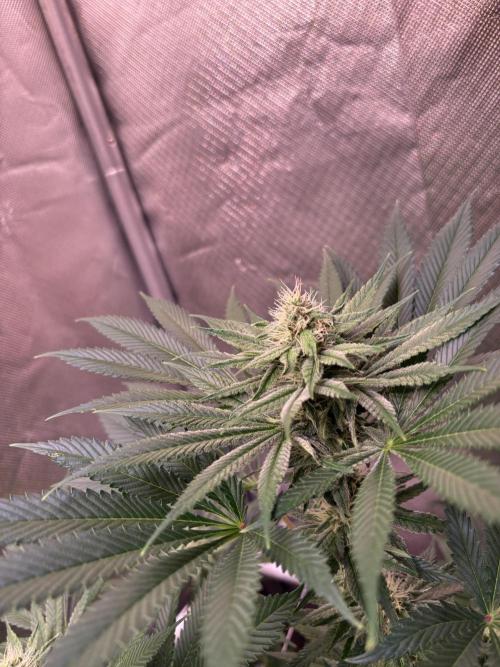 Orange. Week 11