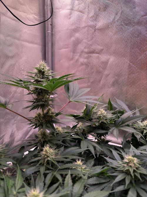 Orange. Week 11