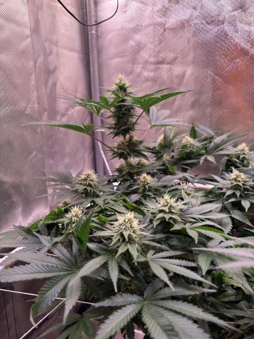 Orange. Week 11