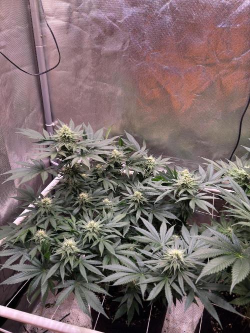 Orange. Week 11
