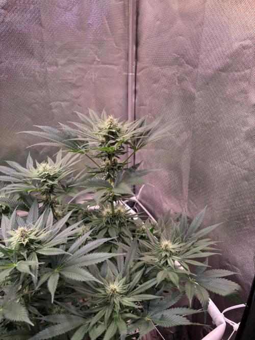 Orange. Week 11