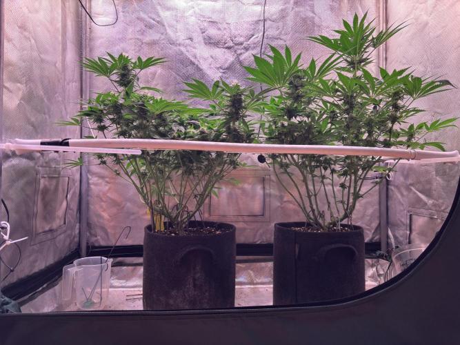 Orange. Week 11