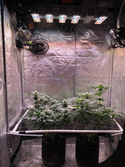 Orange Ooze. Week 11