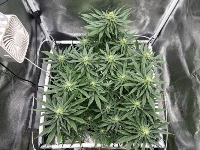 Gohstberry. Week 13