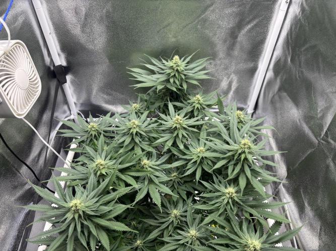 Gohstberry. Week 13
