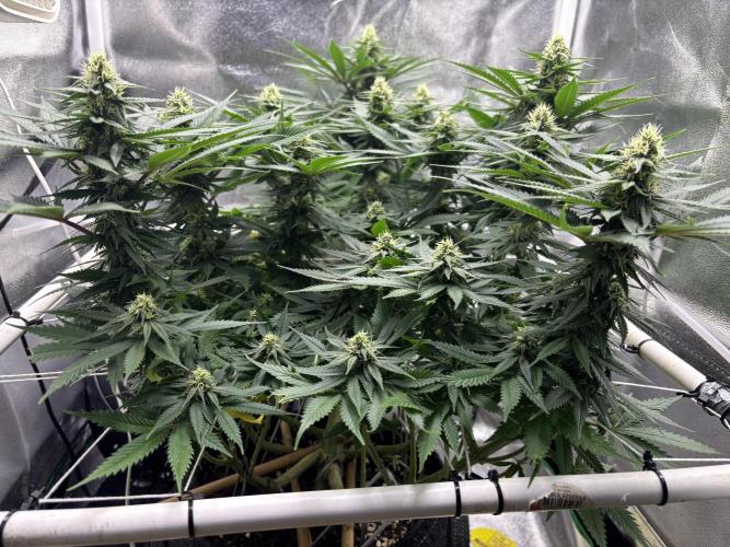 Gohstberry. Week 13