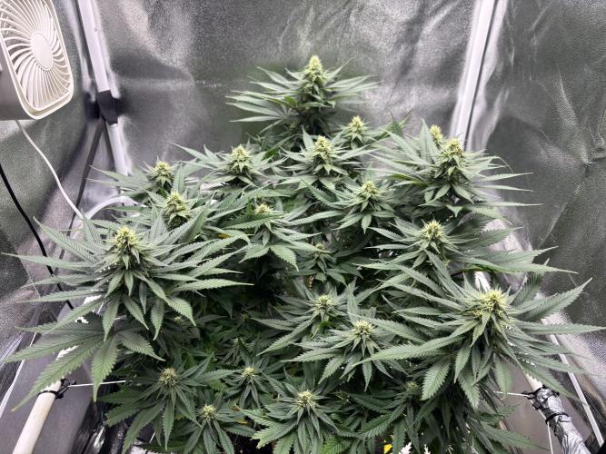Gohstberry. Week 13