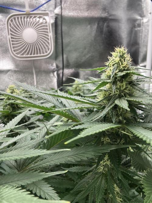 Gohstberry. Week 13
