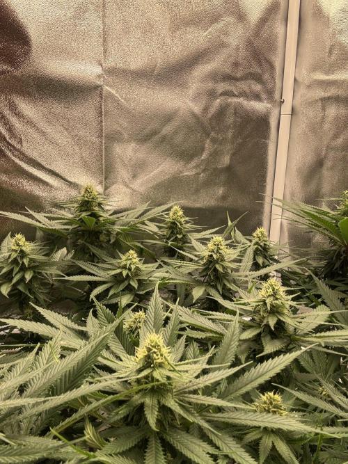 Gohstberry. Week 13