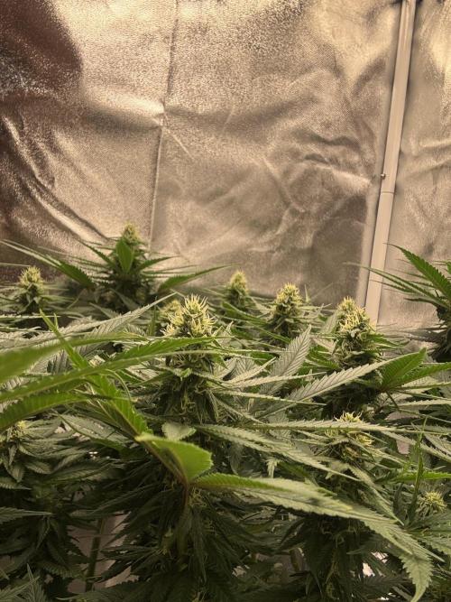 Gohstberry. Week 13