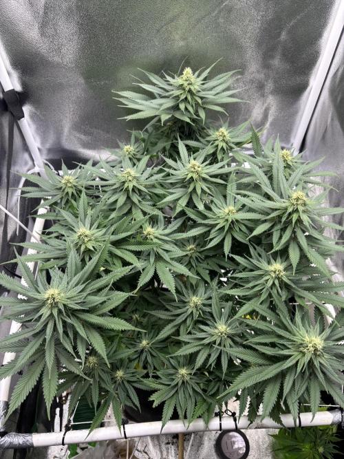Gohstberry. Week 13